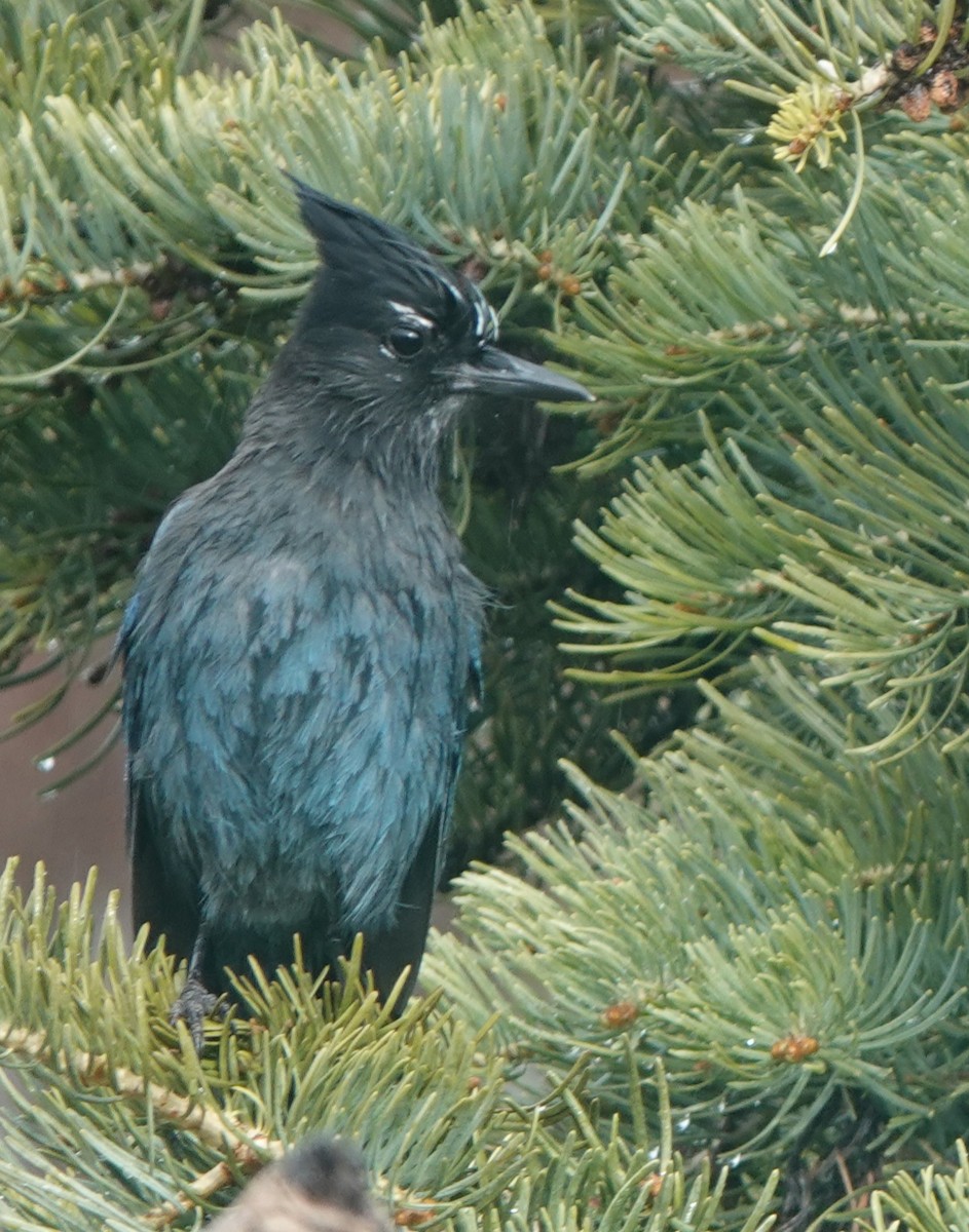 Chara de Steller (grupo diademata) - ML645479563