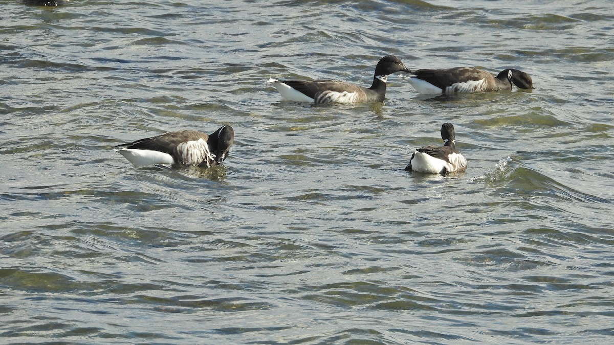 黑雁 - ML645479566