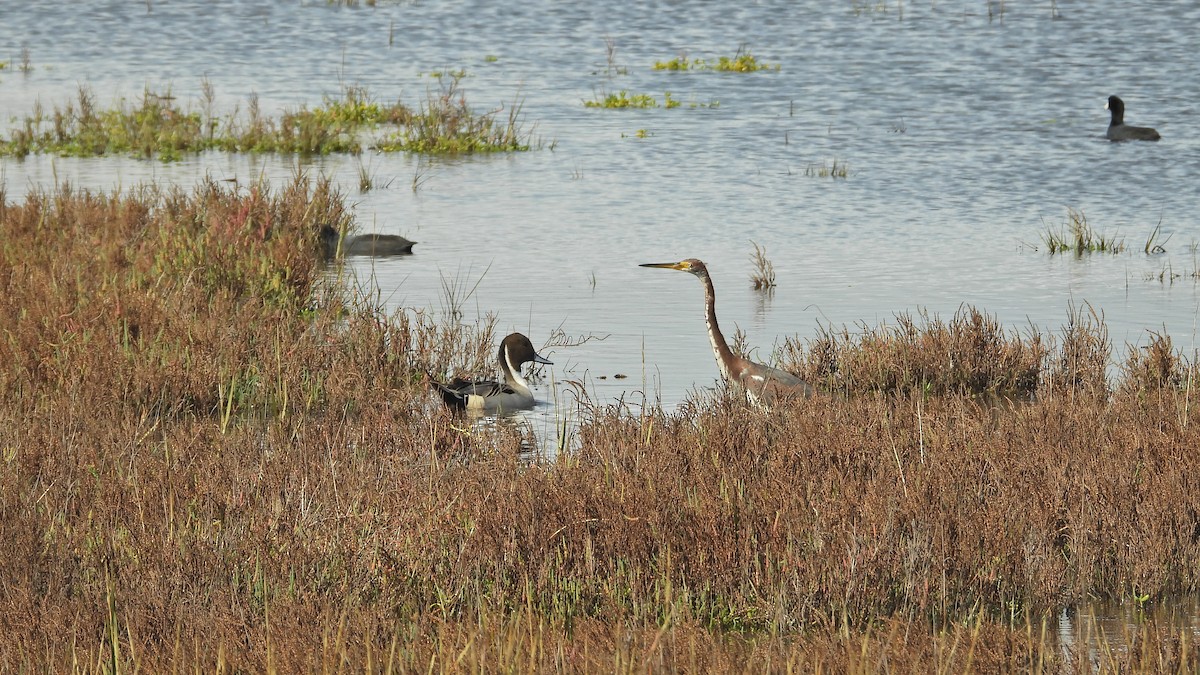 尖尾鴨 - ML645479570