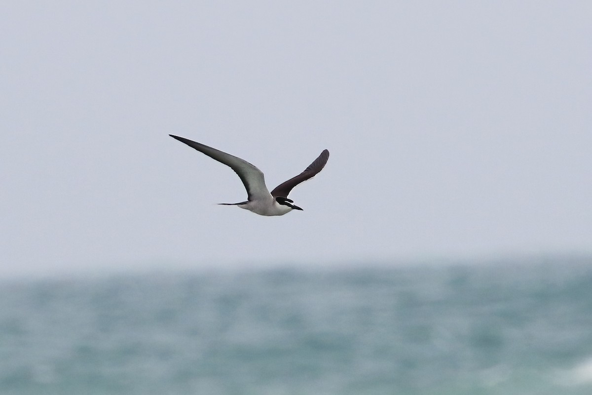 Bridled Tern - ML645479589