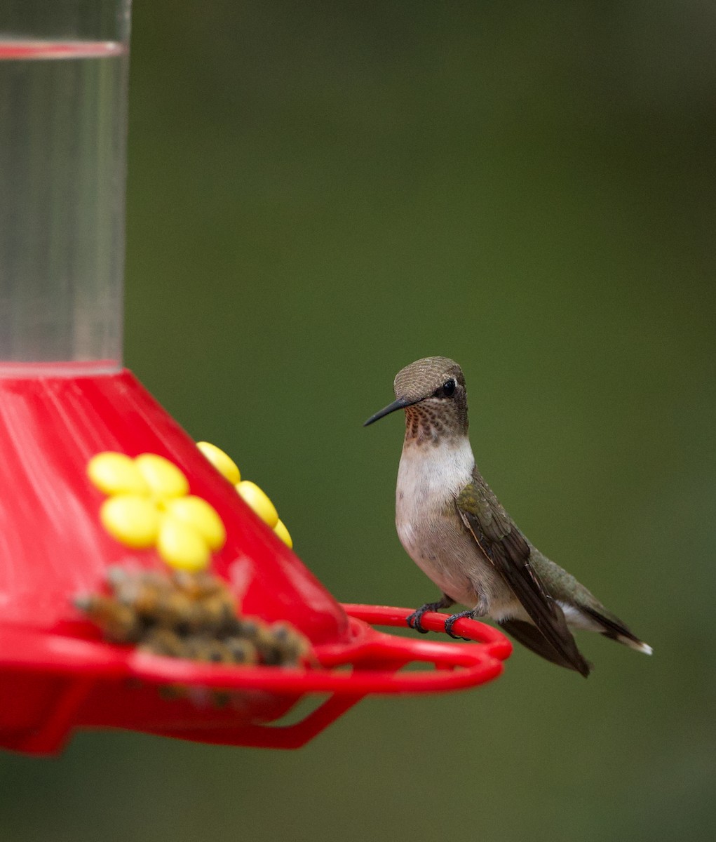 Black-chinned Hummingbird - ML645479595