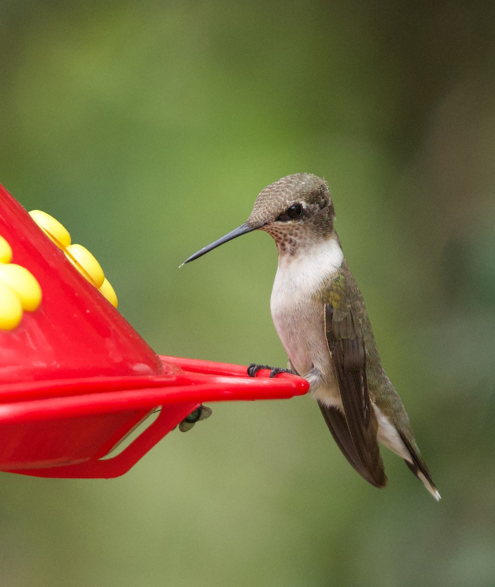 Black-chinned Hummingbird - ML645479596