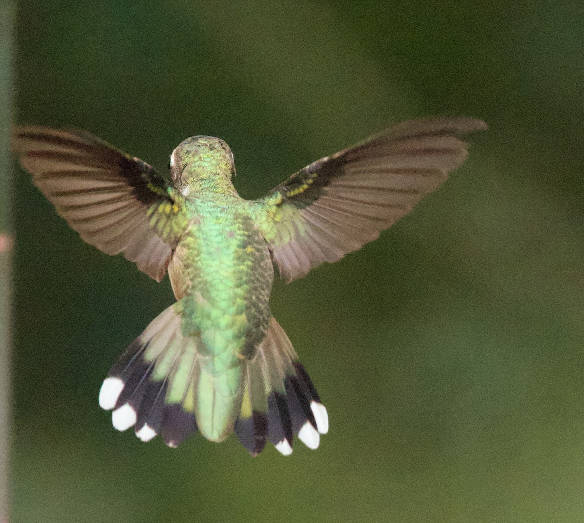 Black-chinned Hummingbird - ML645479597