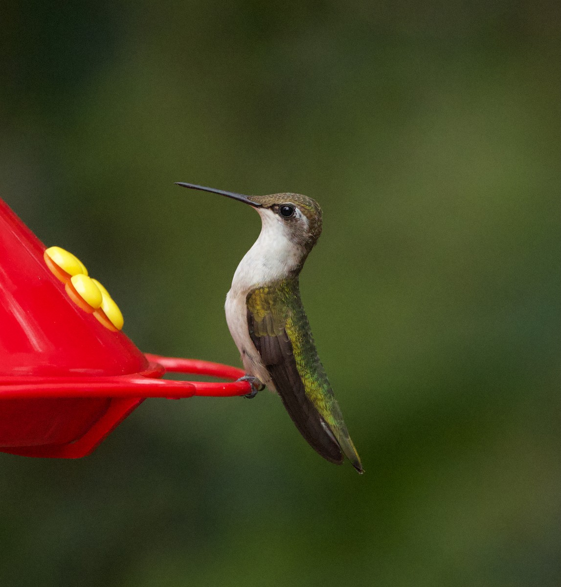 Black-chinned Hummingbird - ML645479598