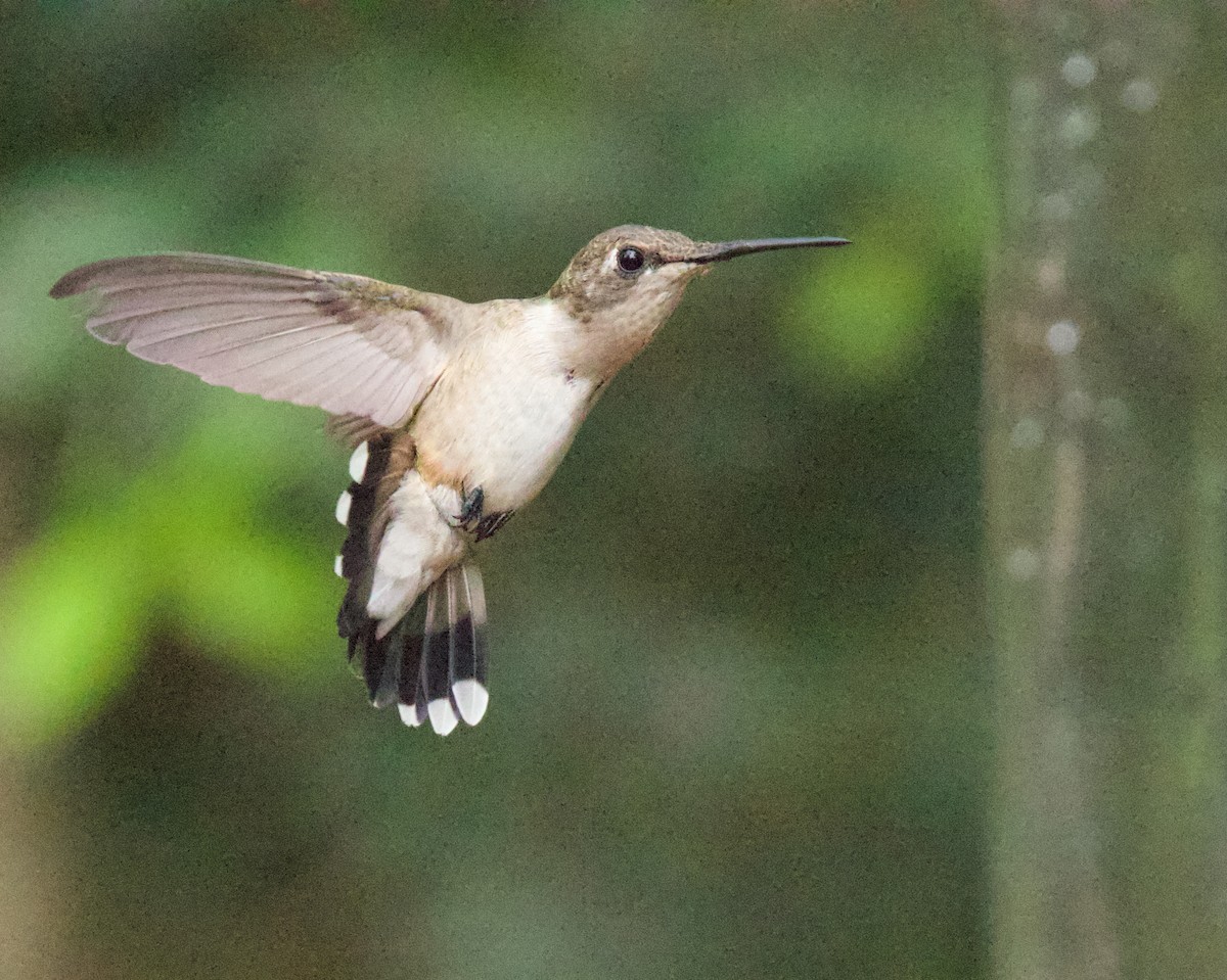 Black-chinned Hummingbird - ML645479603