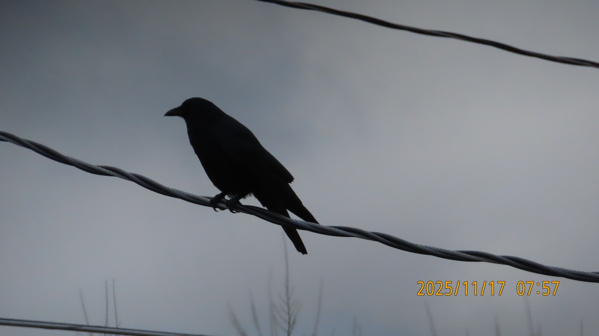 American Crow - ML645479617