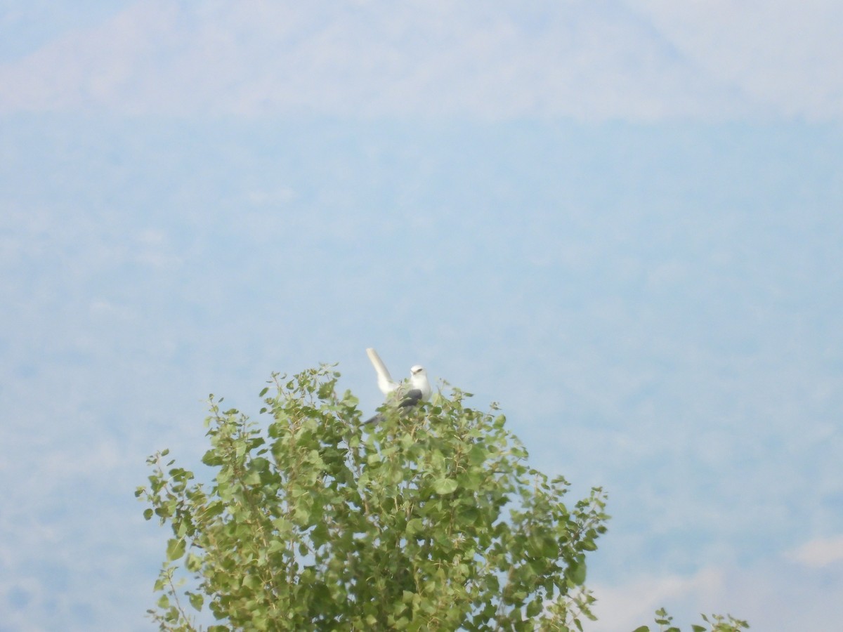 White-tailed Kite - ML645479618