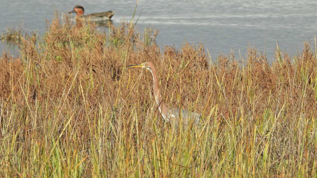小水鴨 - ML645479620