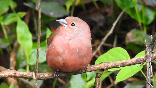 Red-billed Firefinch - ML645479634