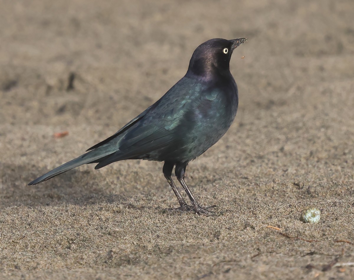 Brewer Karatavuğu - ML645479640