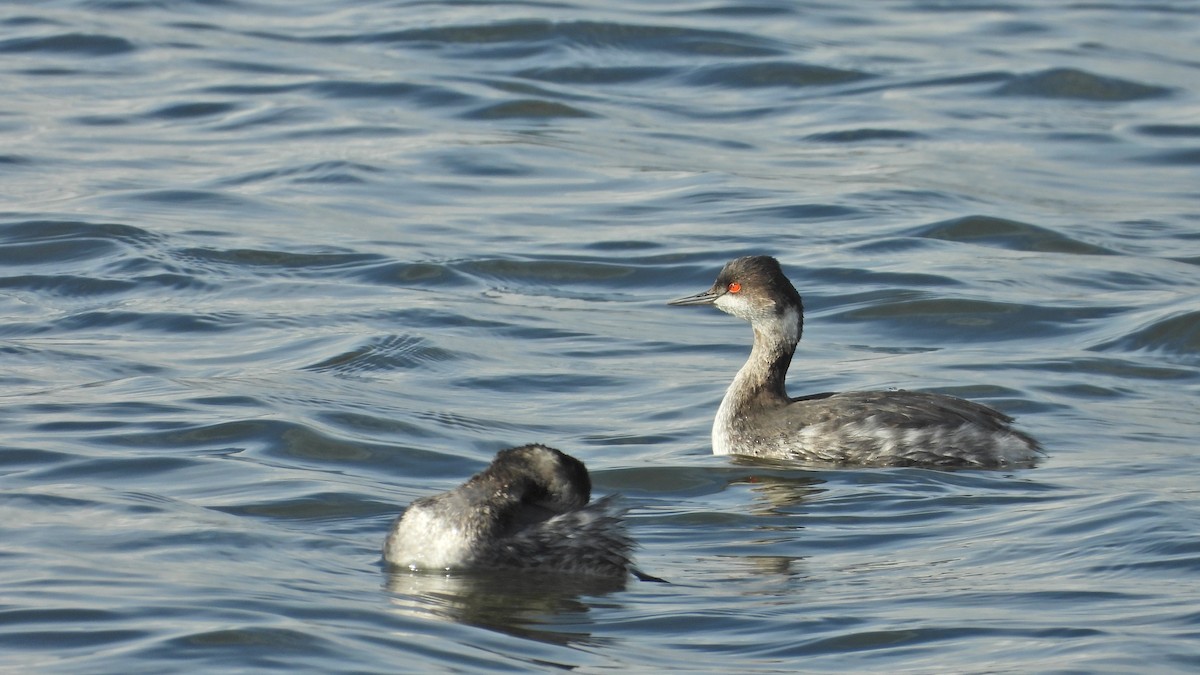 Eared Grebe - ML645479642