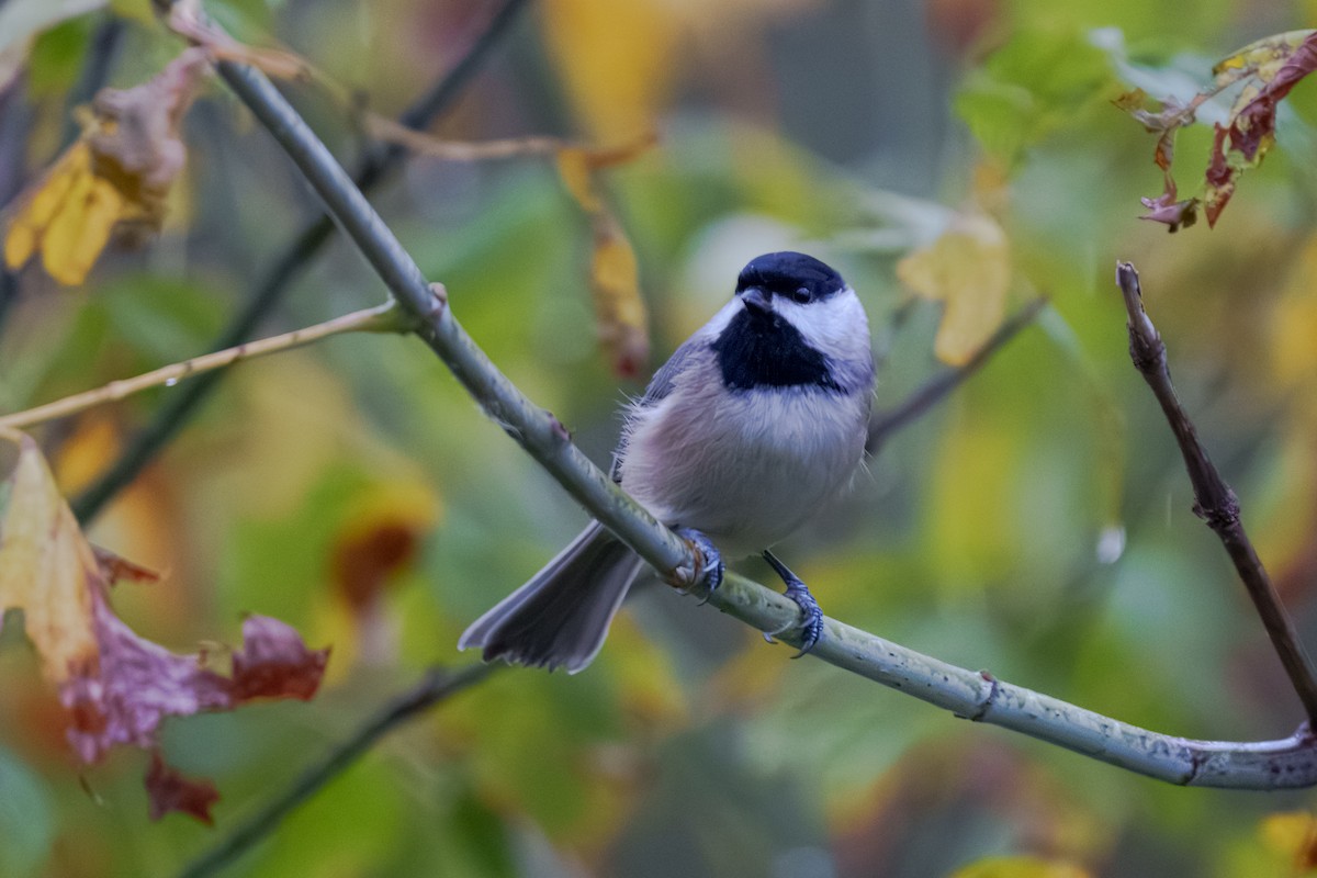 Carolina Chickadee - ML645479644