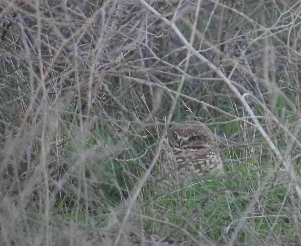 Burrowing Owl - ML645479645