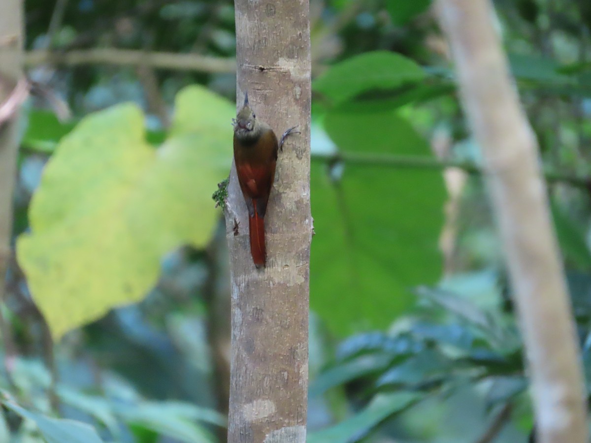 Olivaceous Woodcreeper - ML645479648