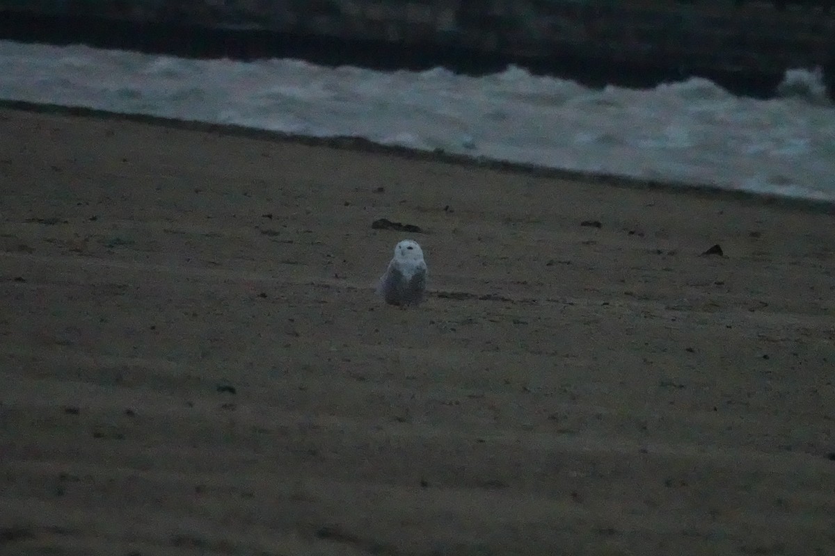 Snowy Owl - ML645479649