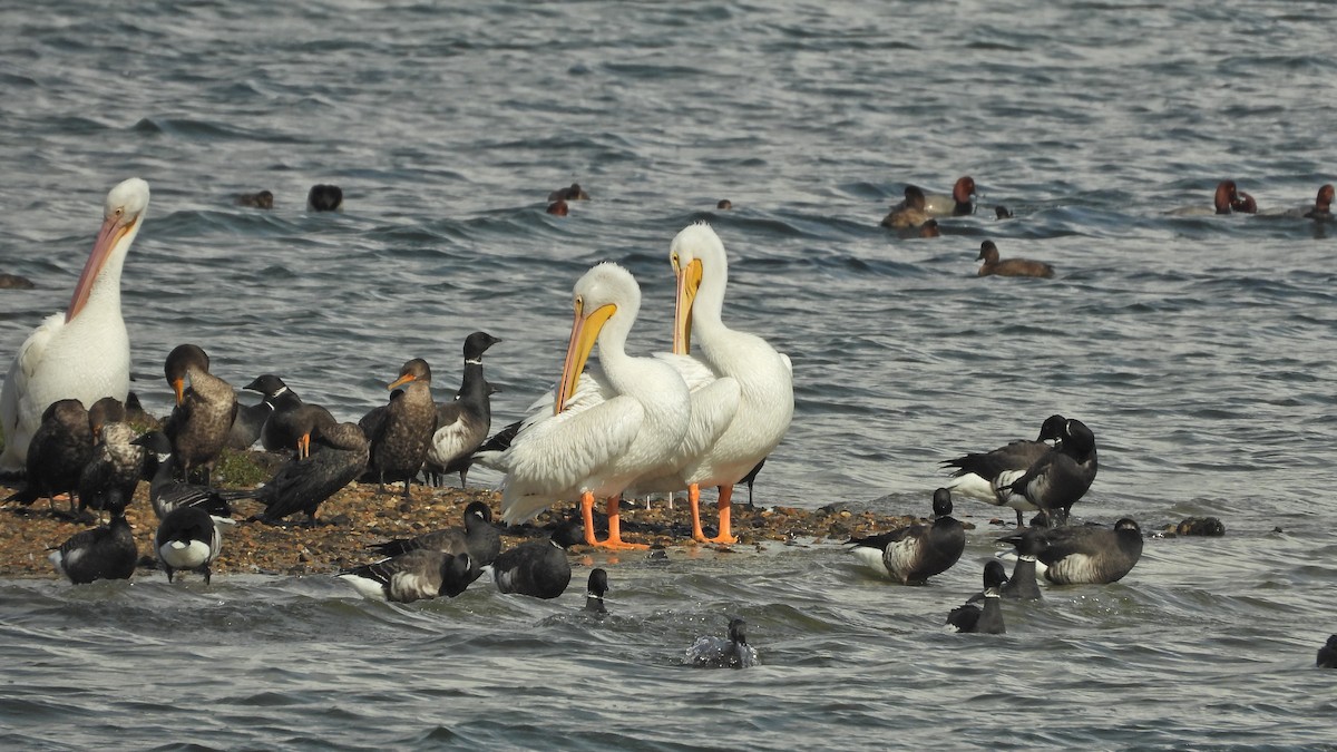Cormoran à aigrettes - ML645479650