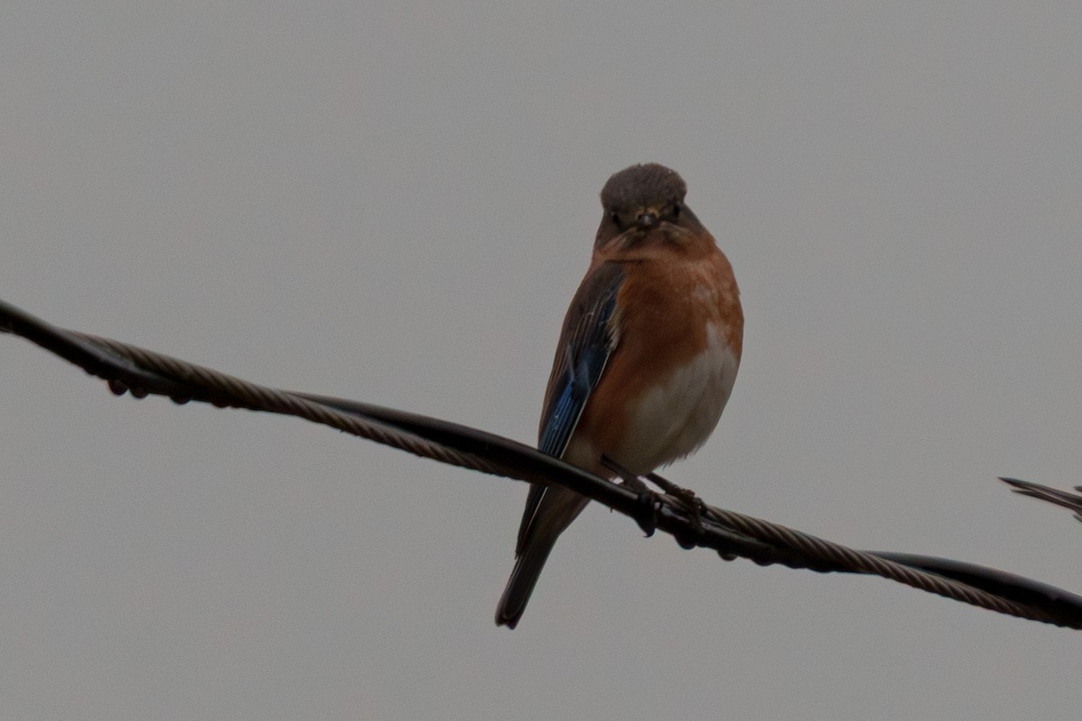 Eastern Bluebird - ML645479653