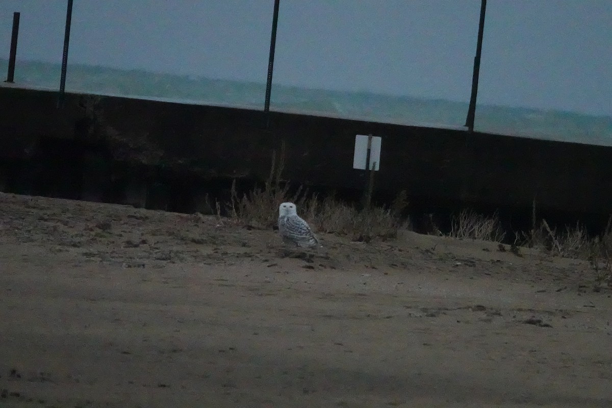 Snowy Owl - ML645479656