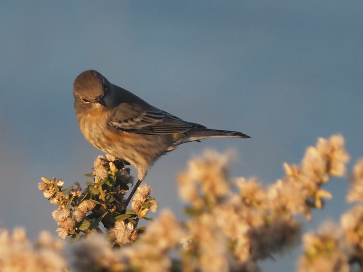 Yellow-rumped Warbler - ML645479657