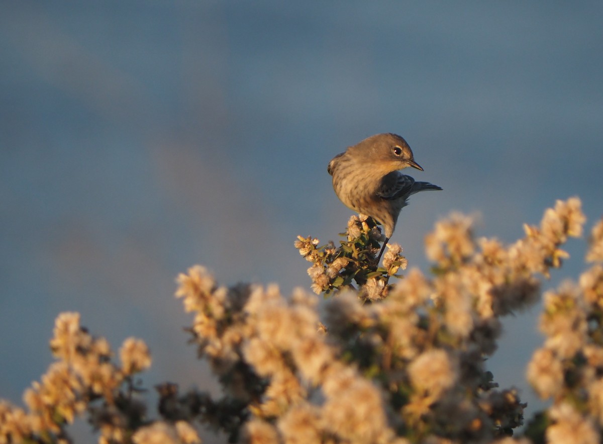 Yellow-rumped Warbler - ML645479658