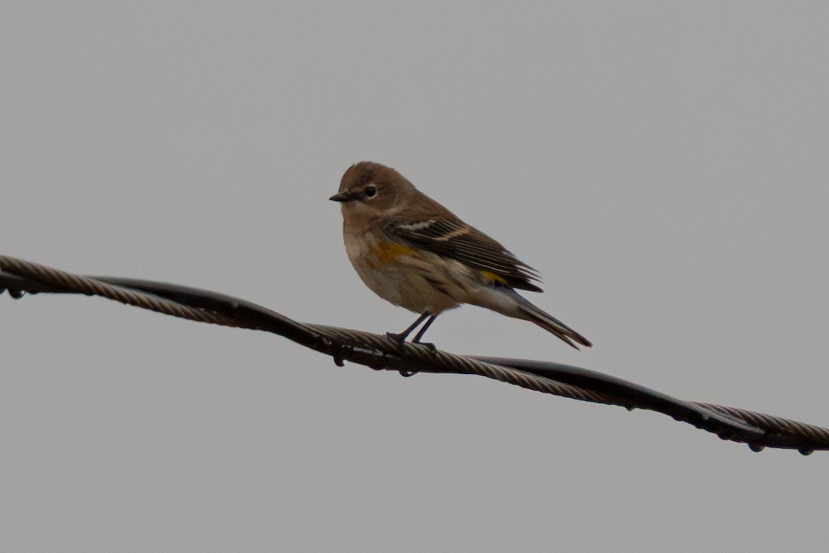 Yellow-rumped Warbler - ML645479659