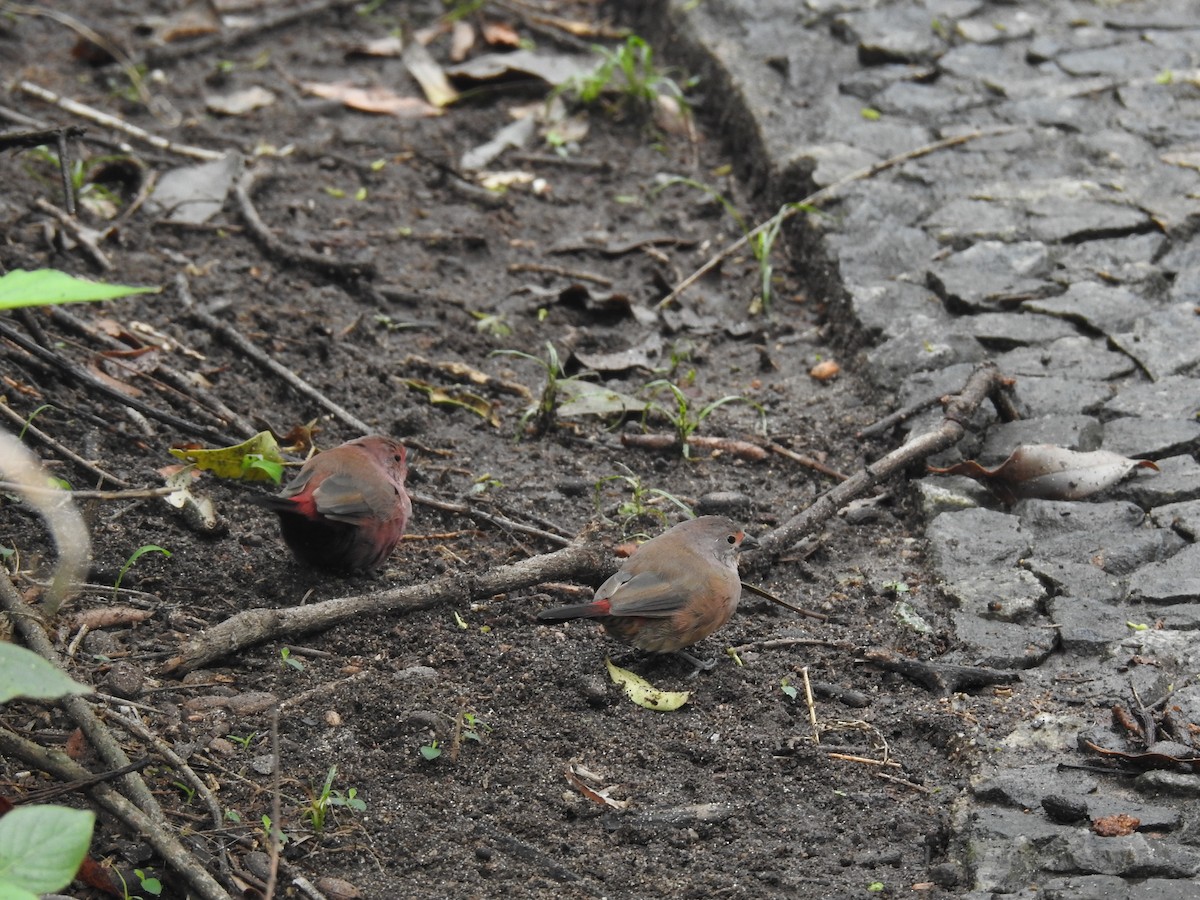 Jameson's Firefinch - ML645479661