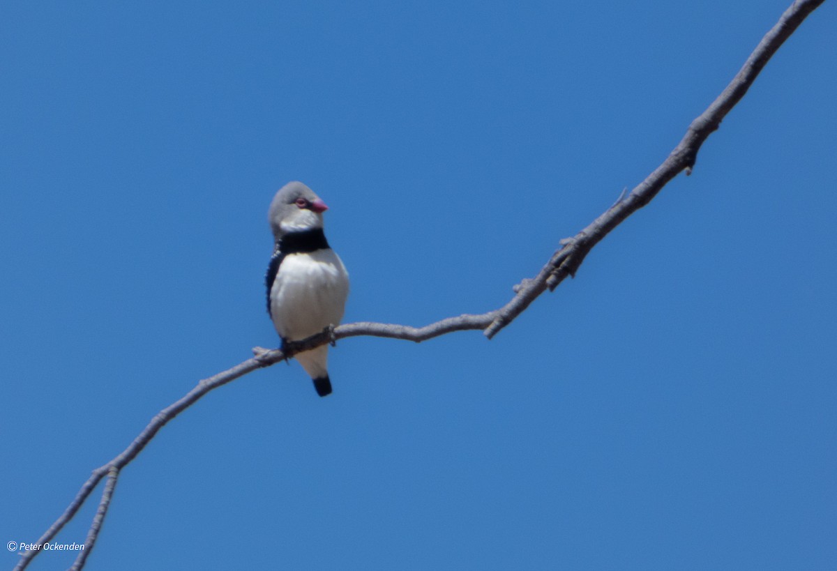 Diamond Firetail - ML645479665