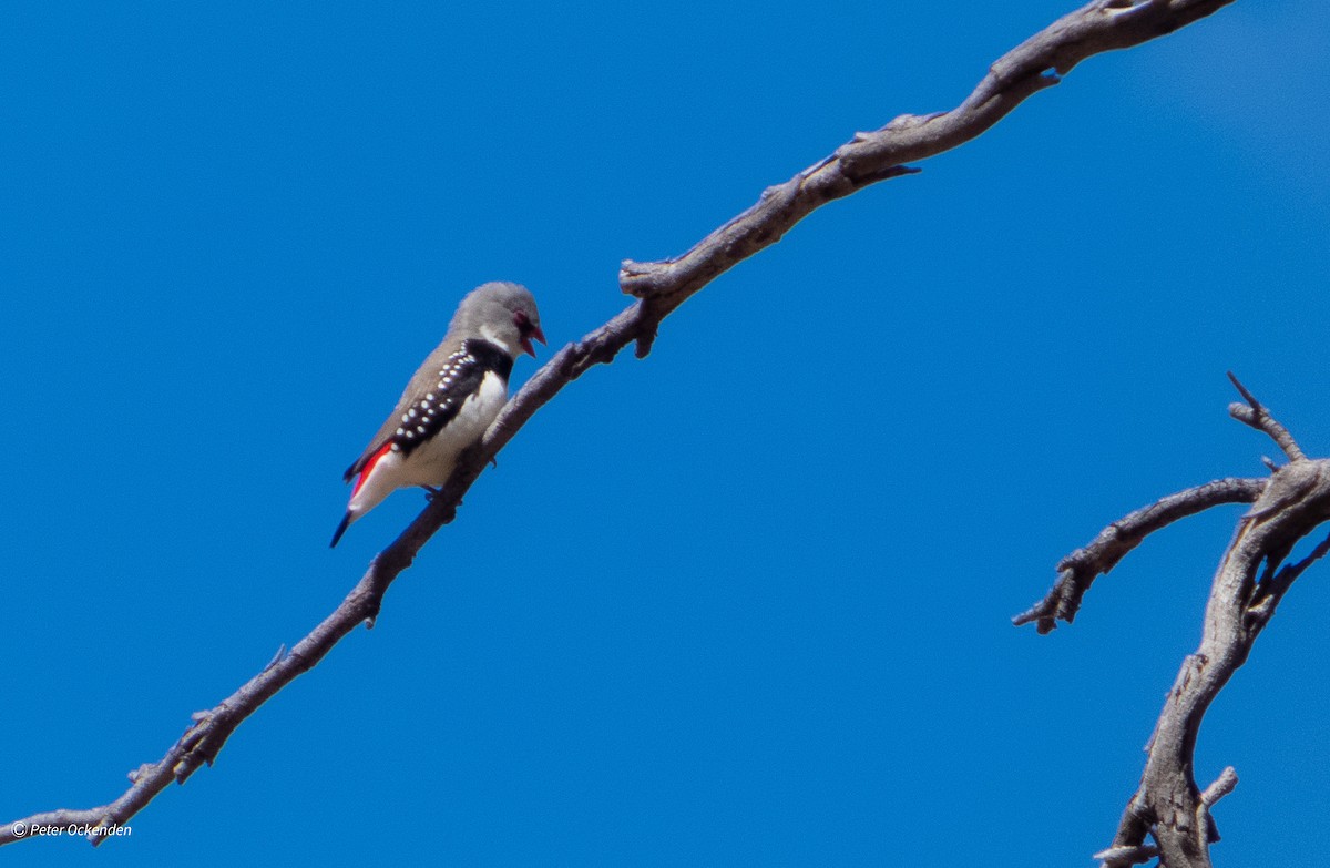 Diamond Firetail - ML645479667