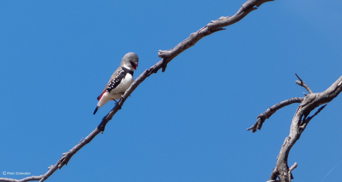 Diamond Firetail - ML645479668