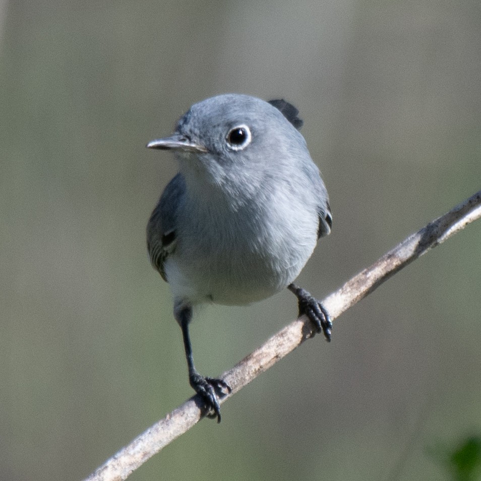 Голубая комароловка - ML645479687