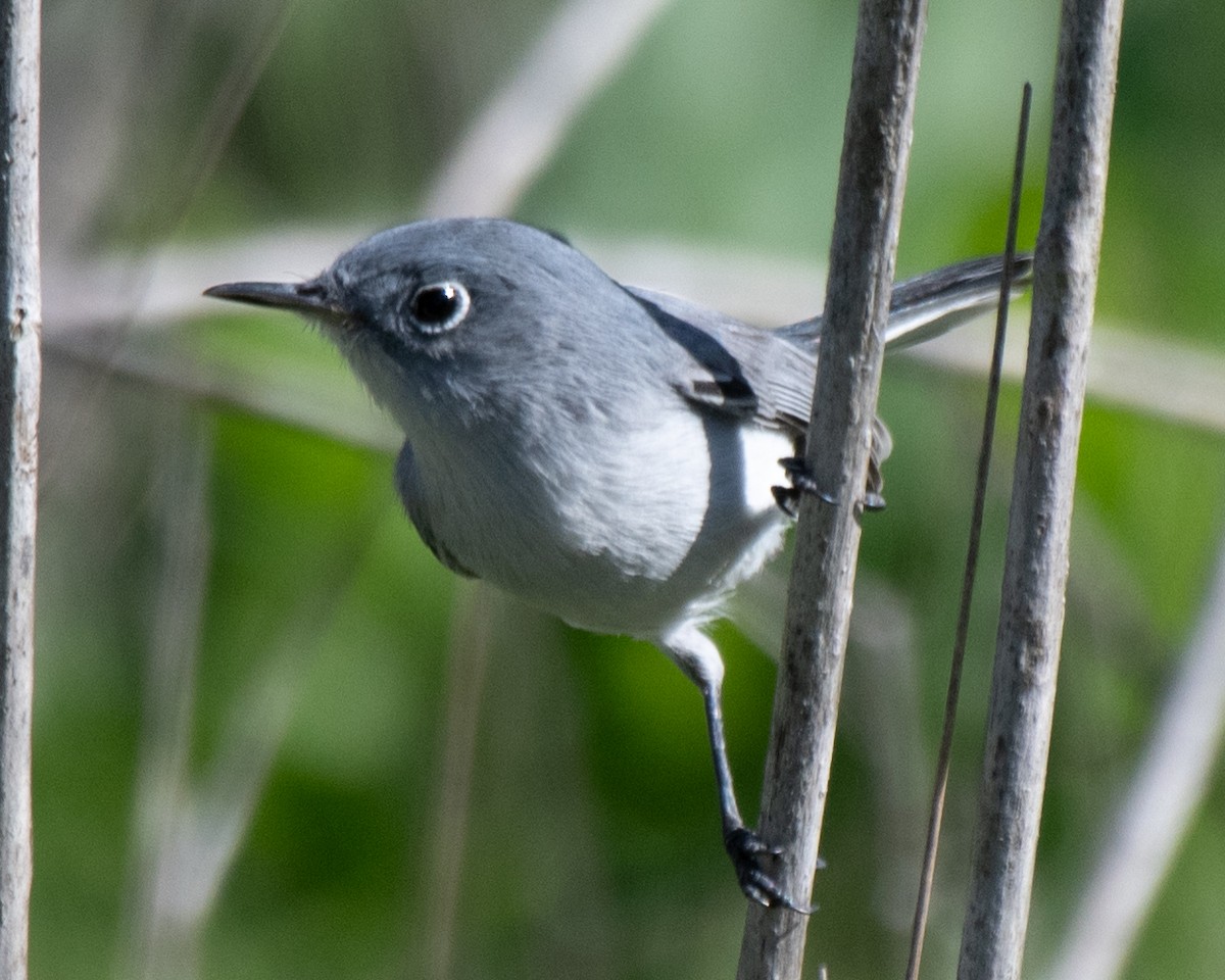 Голубая комароловка - ML645479688