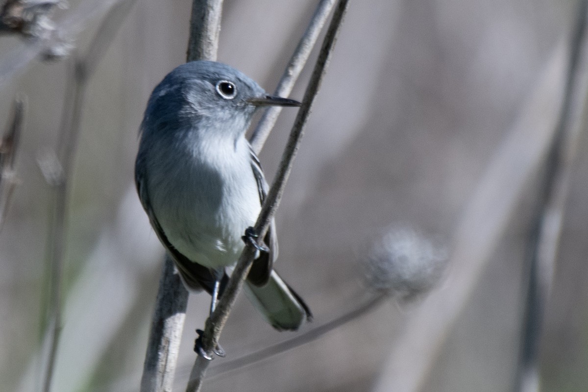 Голубая комароловка - ML645479689