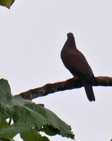 Pale-vented Pigeon - ML645479694