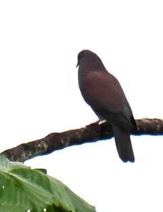 Pale-vented Pigeon - ML645479695