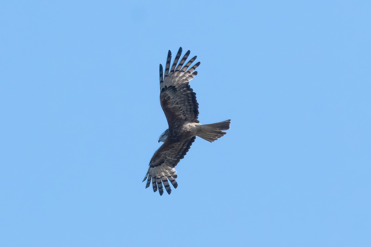 Square-tailed Kite - ML645479696