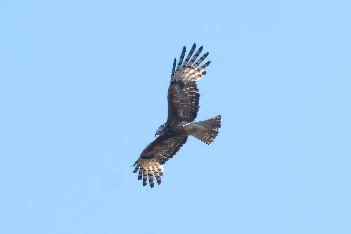 Square-tailed Kite - ML645479697