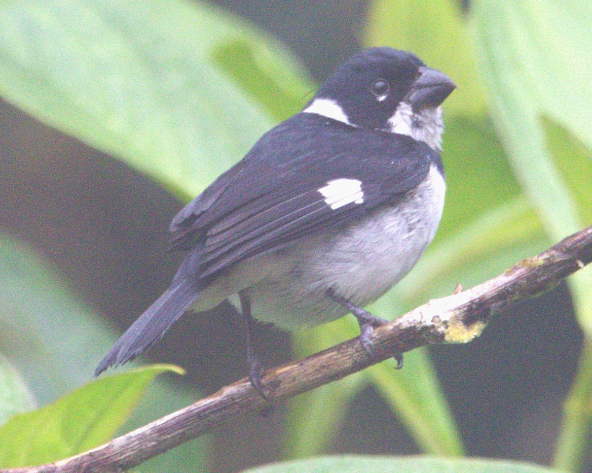 Чёрный просяночник - ML645479698