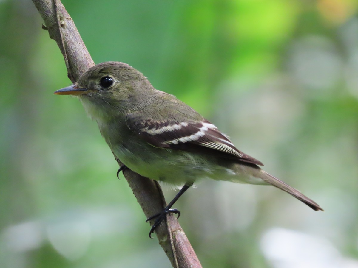 Mosquero Ventriamarillo - ML645479700