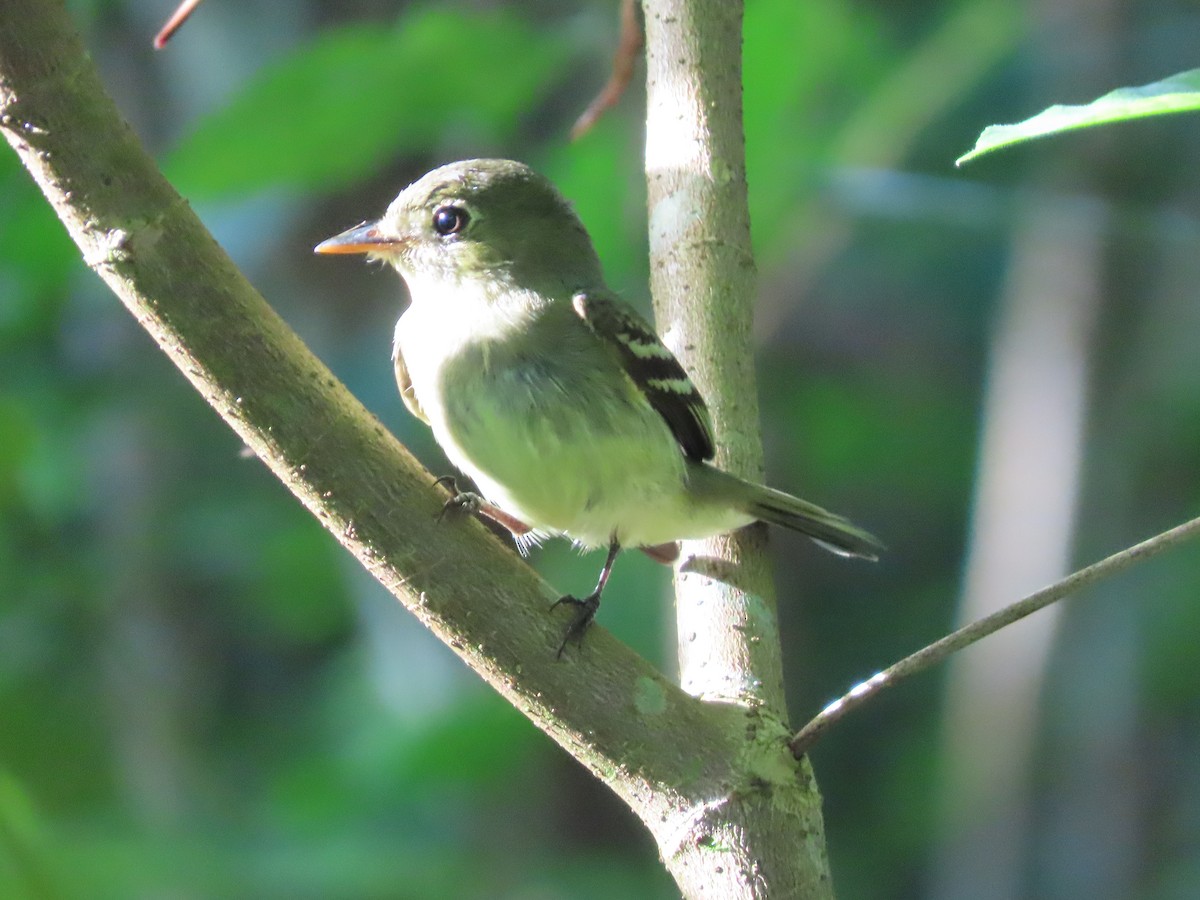Mosquero Ventriamarillo - ML645479701