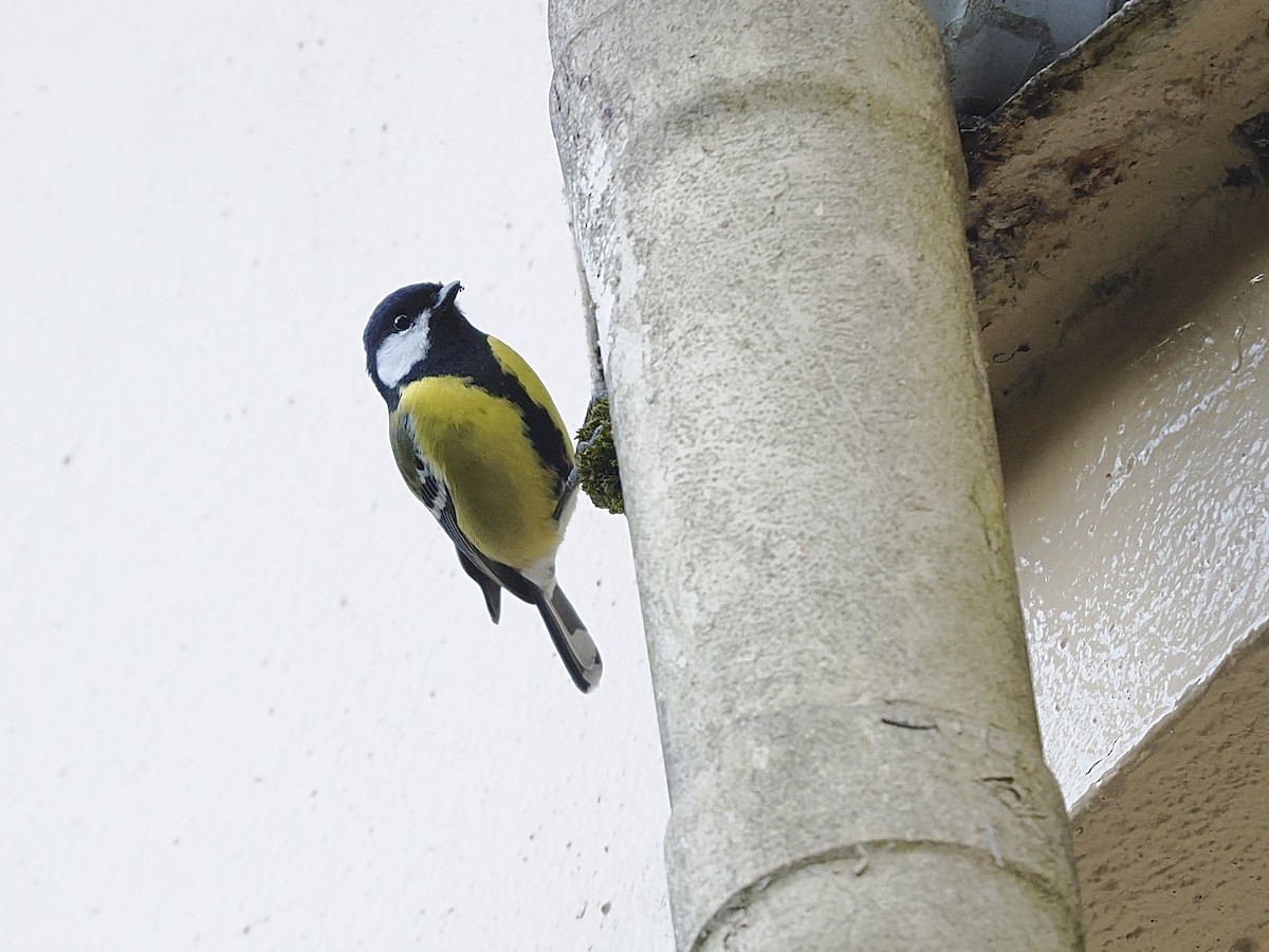 Bergkohlmeise - ML645479703