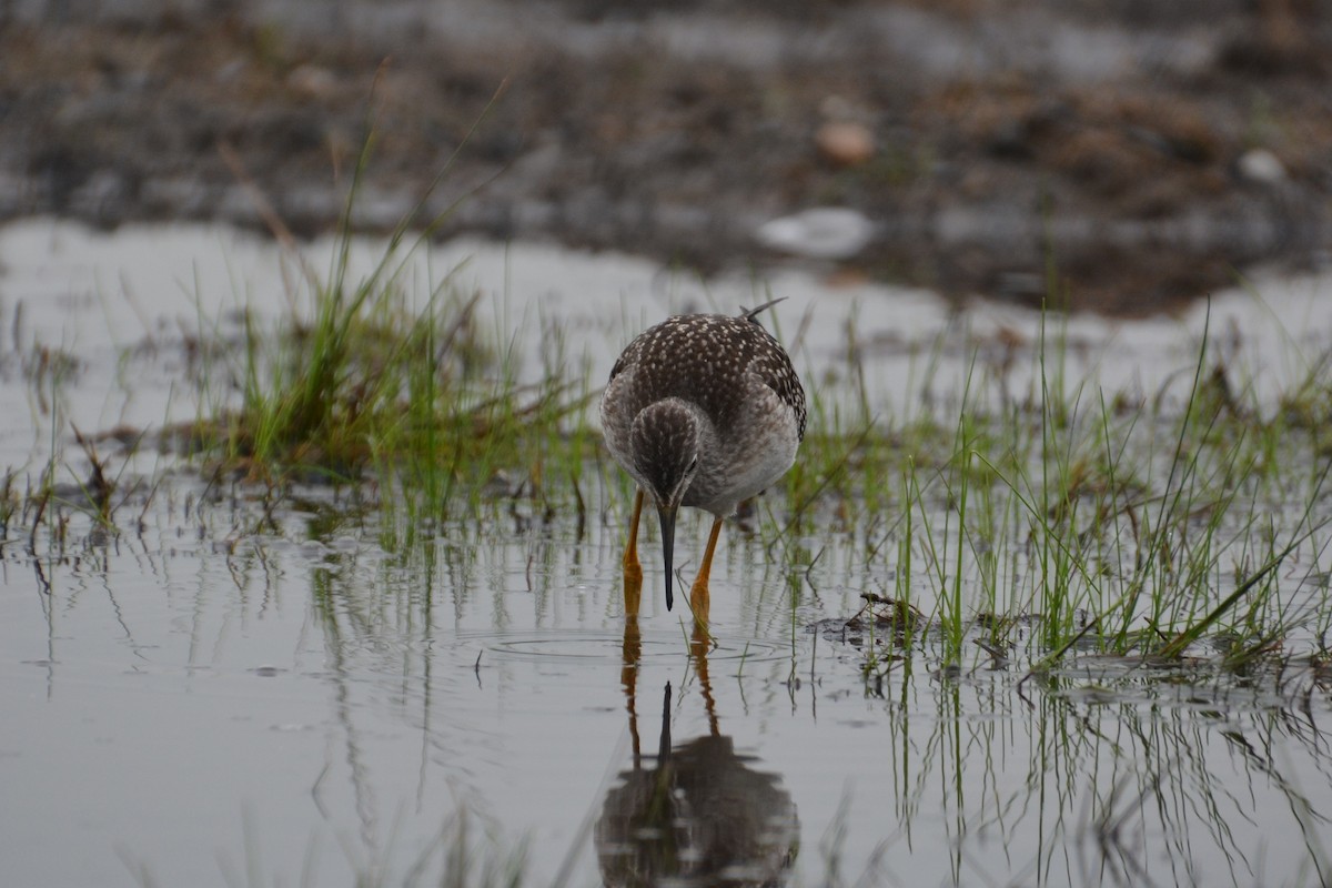 Lesser Yellowlegs - ML64547971