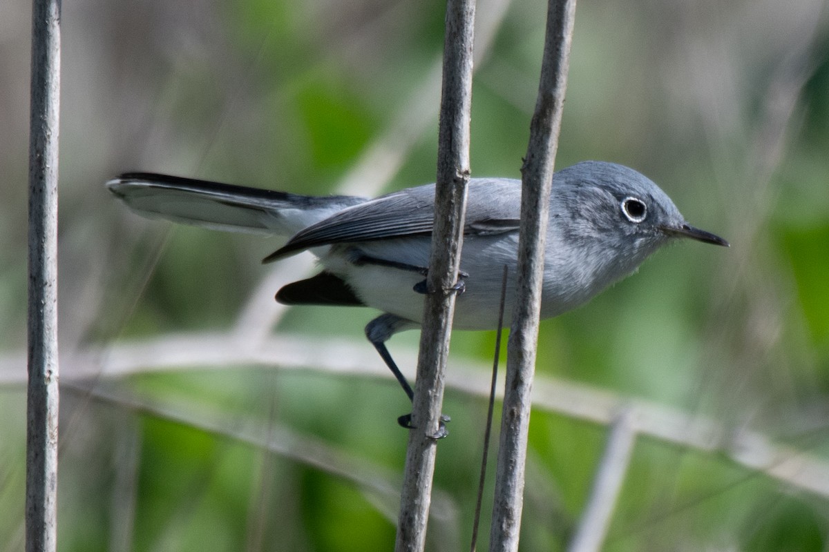 Голубая комароловка - ML645479724