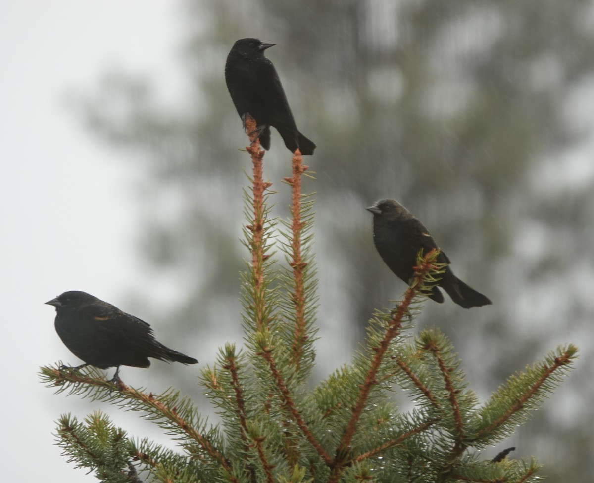 Красноплечий трупиал - ML645479741