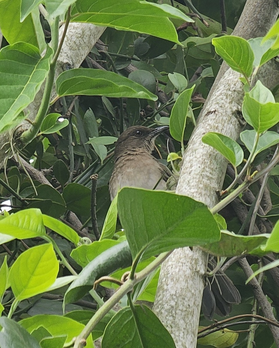 Zorzal Piquinegro - ML645479755