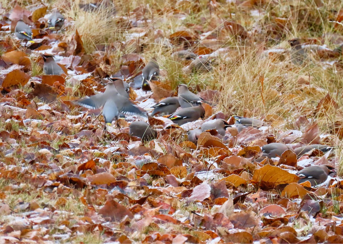 キレンジャク - ML645479757