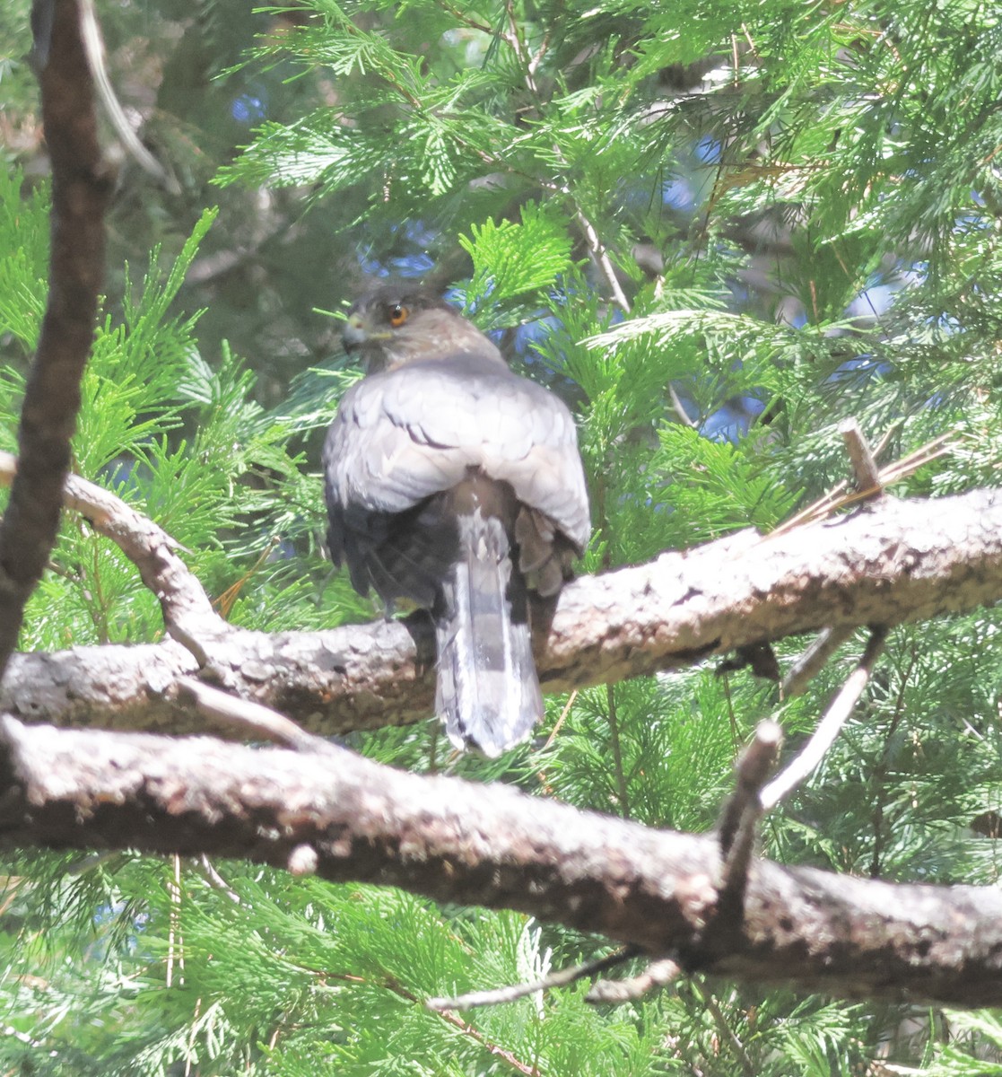 Cooper's Hawk - ML645479764