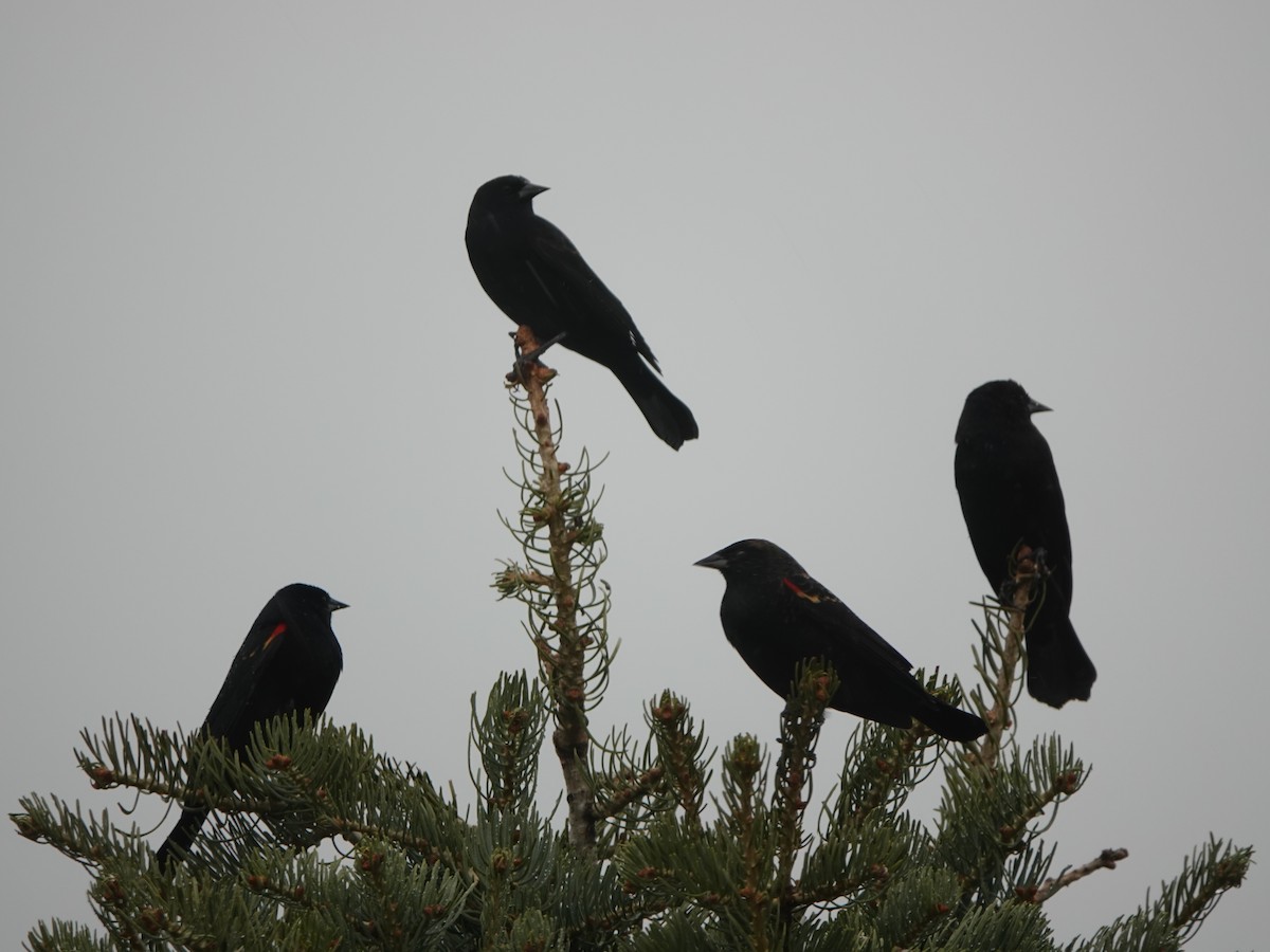 Красноплечий трупиал - ML645479768