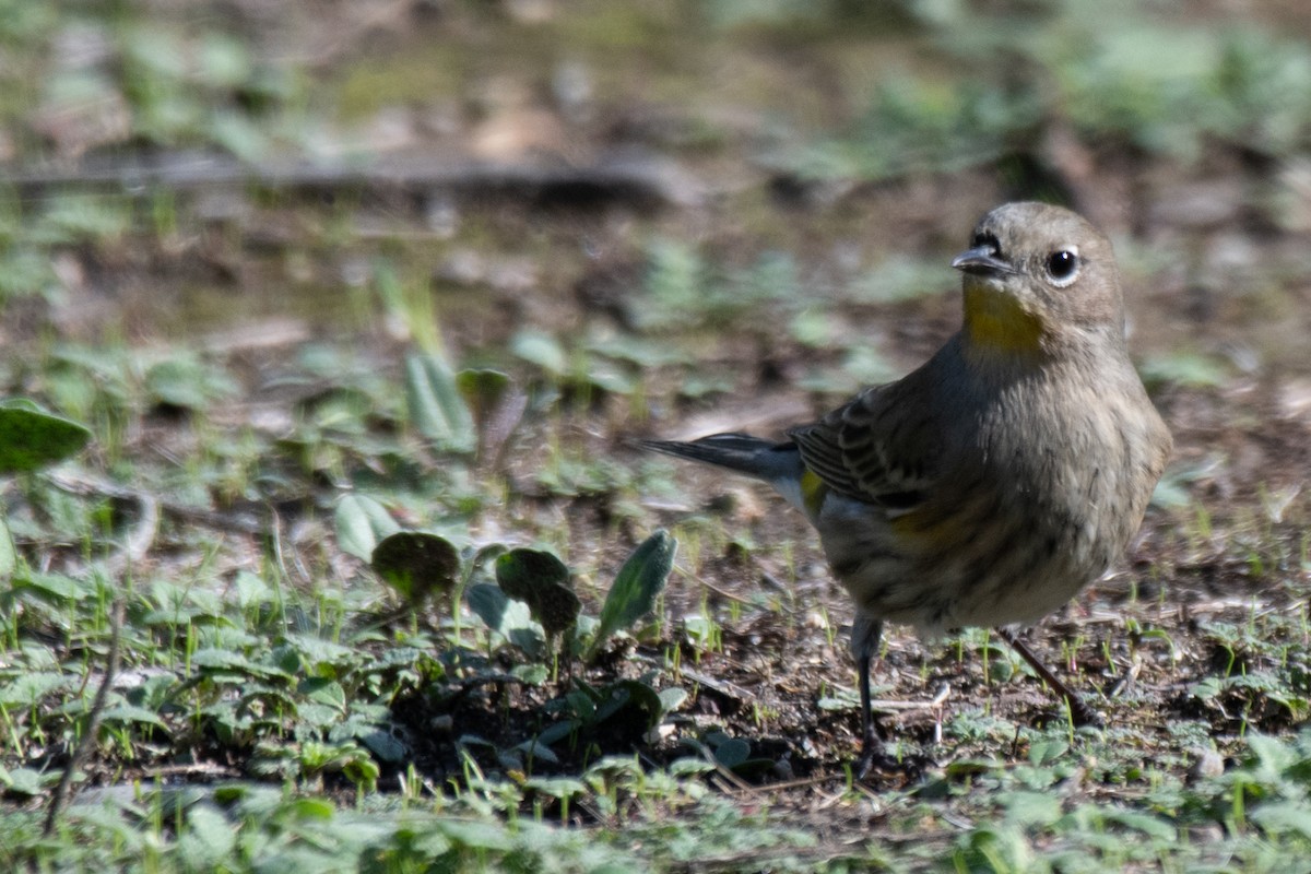 Yellow-rumped Warbler - ML645479774