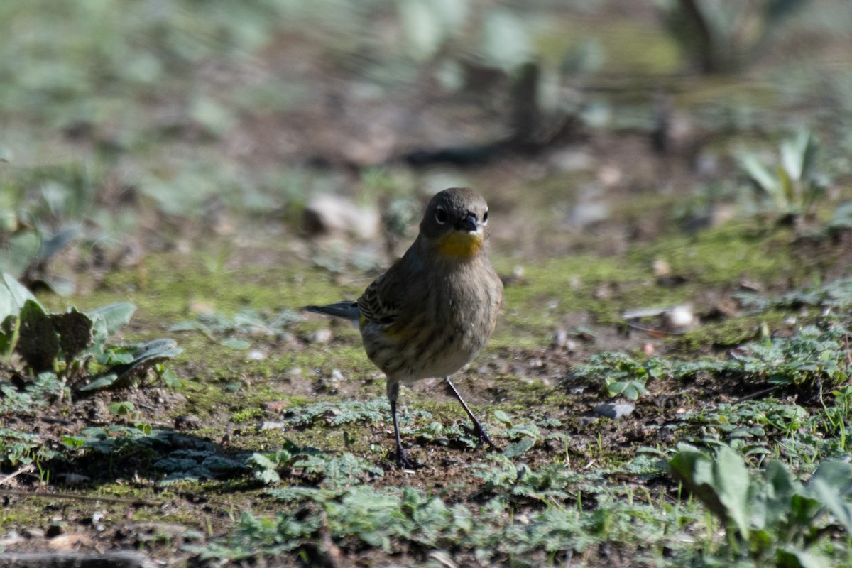 Yellow-rumped Warbler - ML645479775