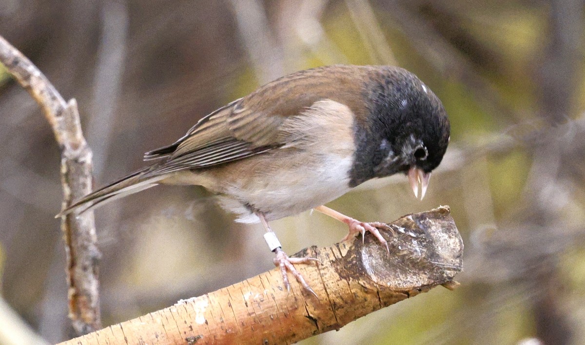 Dark-eyed Junco - ML645479776